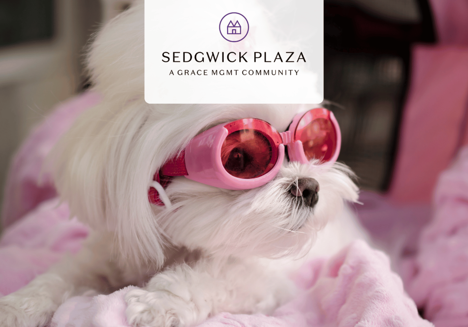 White dog wearing pink sunglasses rests on a pink blanket with a Sedgwick Plaza branding overlay.